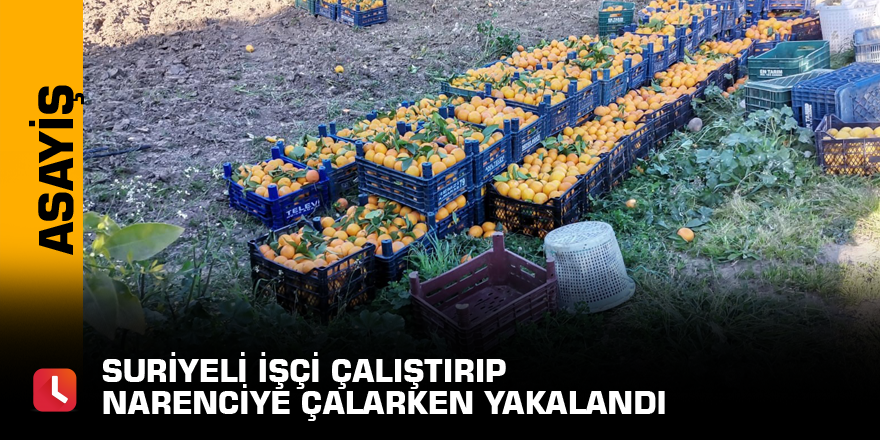 Suriyeli işçi çalıştırıp narenciye çalarken yakalandı