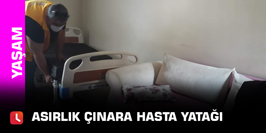 Asırlık çınara hasta yatağı