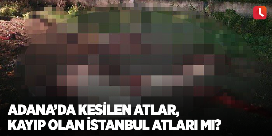 Adana’da kesilen atlar,kayıp olan İstanbul atları mı?