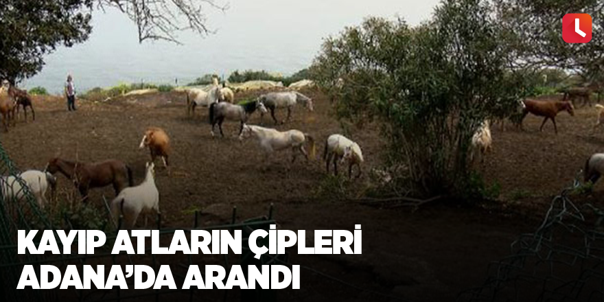 Kayıp atların çipleri Adana’da arandı