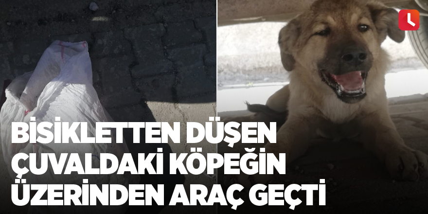 Bisikletten düşen çuvaldaki köpeğin üzerinden araç geçti