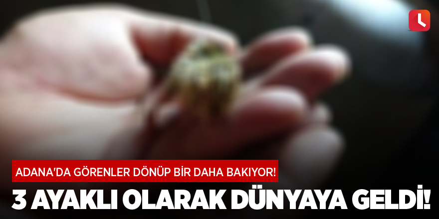 Adana'da görenler dönüp bir daha bakıyor! 3 ayaklı olarak dünyaya geldi!