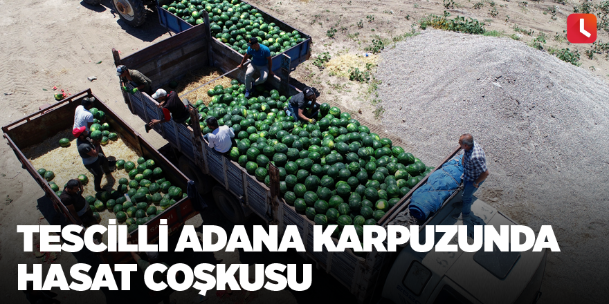 Tescilli Adana karpuzunda hasat coşkusu