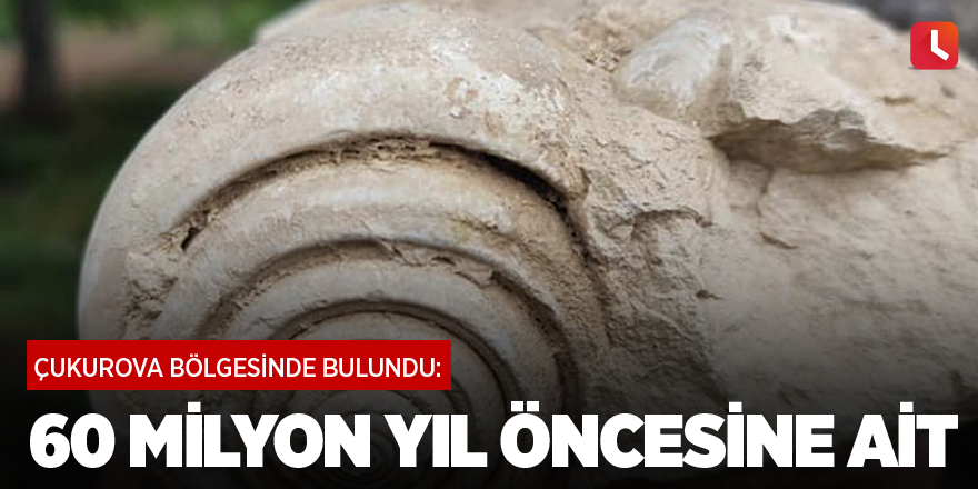 Çukurova Bölgesinde bulundu: 60 Milyon yıl öncesine ait