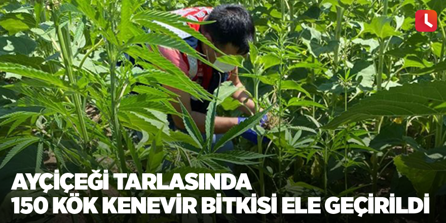 Ayçiçeği tarlasında 150 kök kenevir bitkisi ele geçirildi