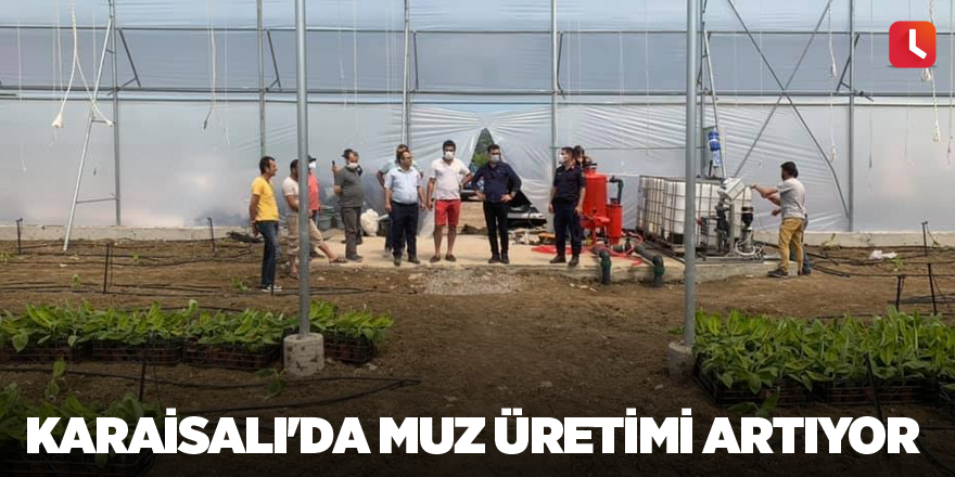 Karaisalı'da muz üretimi artıyor