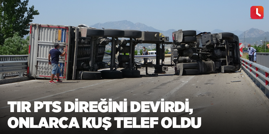 Tır PTS direğini devirdi, onlarca kuş telef oldu