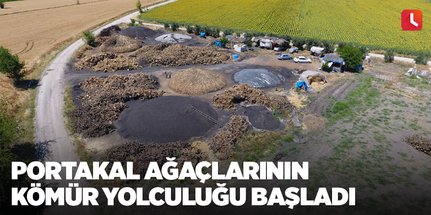 Portakal ağaçlarının kömür yolculuğu başladı