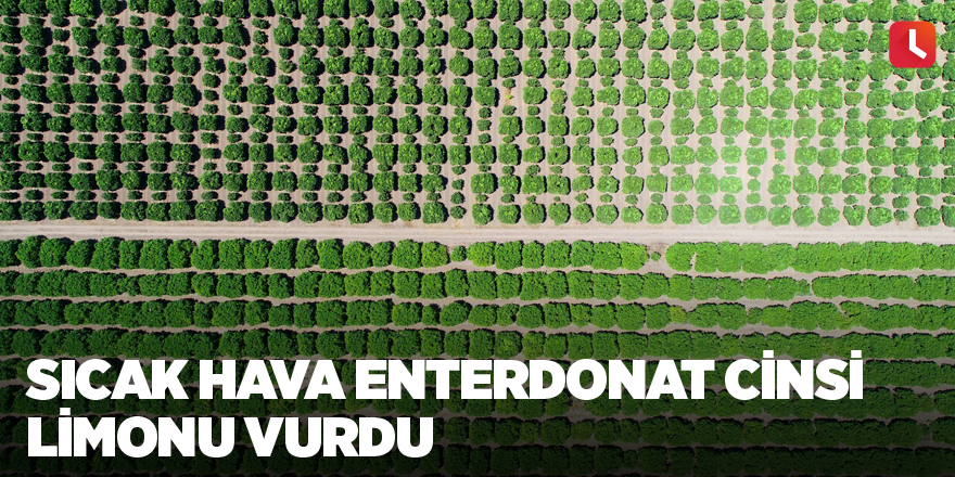 Sıcak hava enterdonat cinsi limonu vurdu