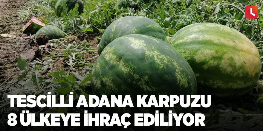 Tescilli Adana karpuzu 8 ülkeye ihraç ediliyor