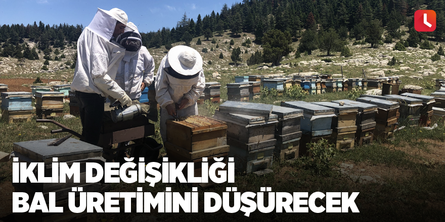 İklim değişikliği bal üretimini düşürecek