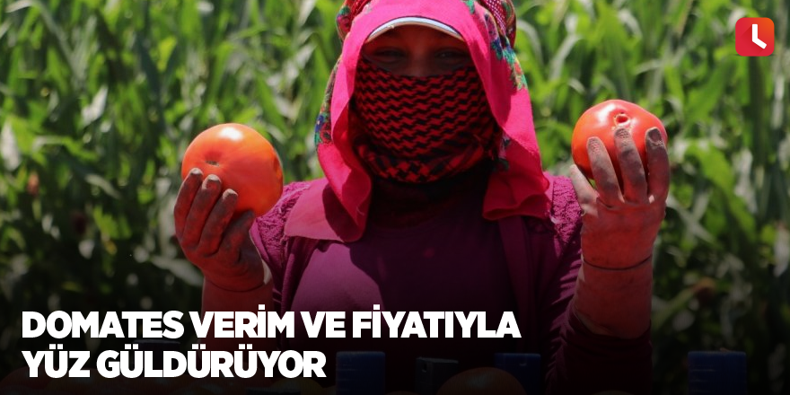 Domates verim ve fiyatıyla yüz güldürüyor