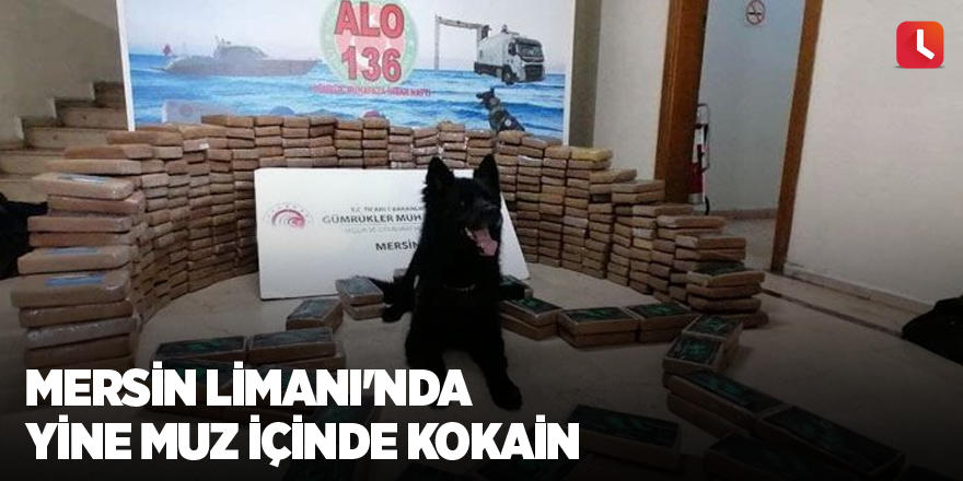 Mersin Limanı'nda yine muz içinde kokain