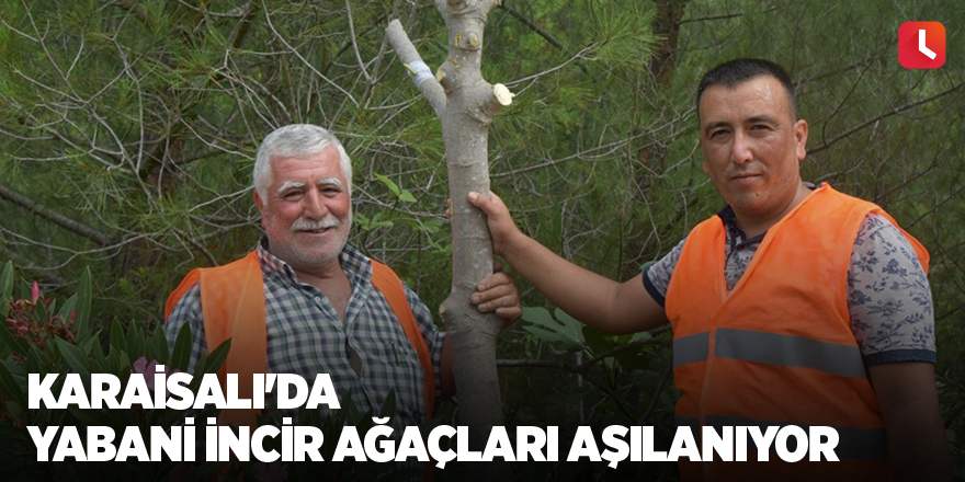 Karaisalı'da yabani incir ağaçları aşılanıyor