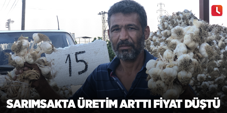 Sarımsakta üretim arttı fiyat düştü