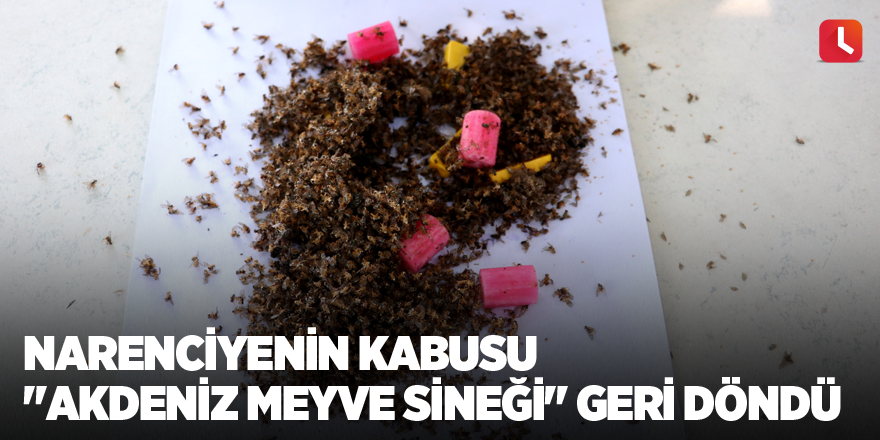 Narenciyenin kabusu "Akdeniz meyve sineği" geri döndü