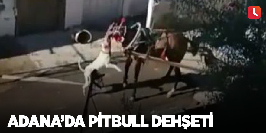 Adana’da pitbull dehşeti