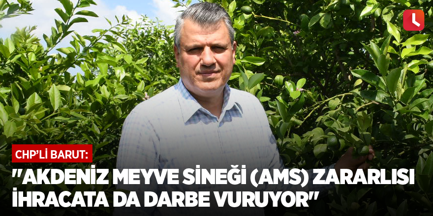 "Akdeniz Meyve Sineği (AMS) zararlısı ihracata da darbe vuruyor"