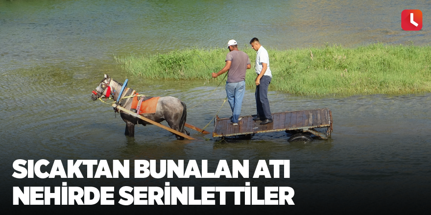 Sıcaktan bunalan atı nehirde serinlettiler