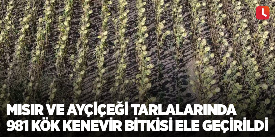 Mısır ve ayçiçeği tarlalarında 981 kök kenevir bitkisi ele geçirildi