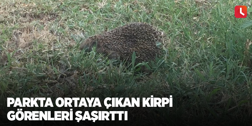 Parkta ortaya çıkan kirpi görenleri şaşırttı