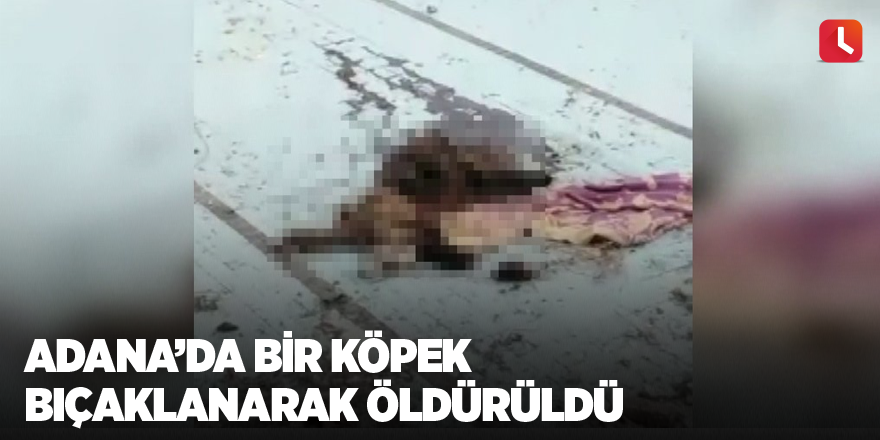 Adana’da bir köpek bıçaklanarak öldürüldü