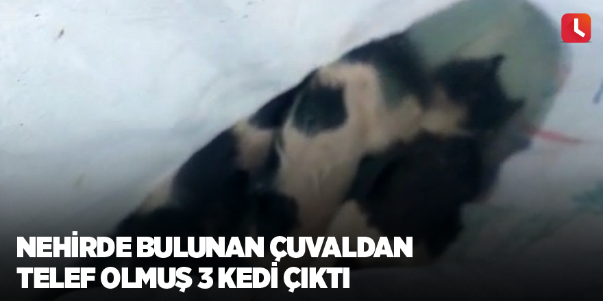 Nehirde bulunan çuvaldan telef olmuş 3 kedi çıktı