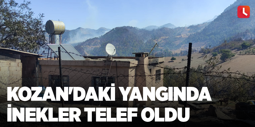 Kozan'daki yangında inekler telef oldu