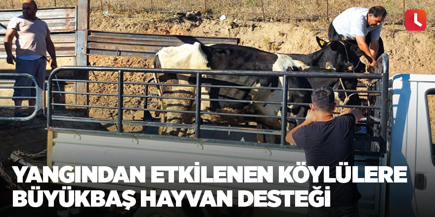 Yangından etkilenen köylülere büyükbaş hayvan desteği