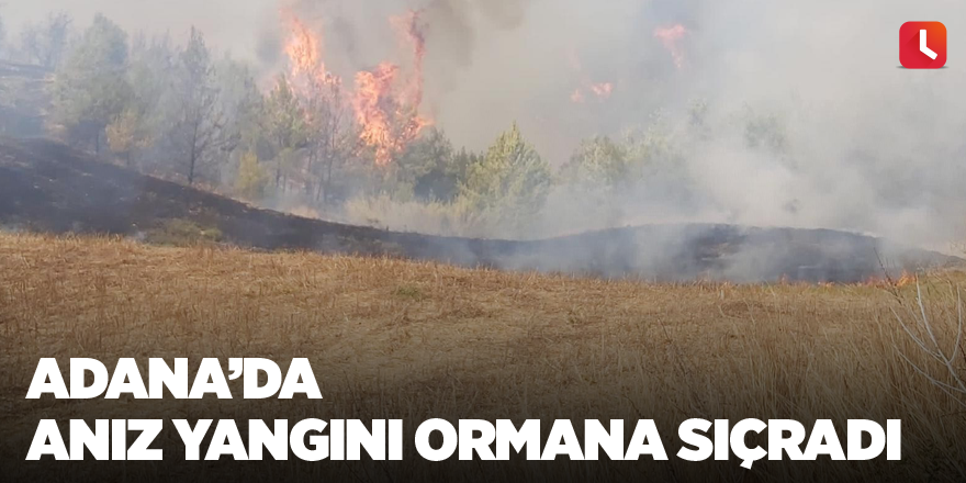 Adana’da anız yangını ormana sıçradı