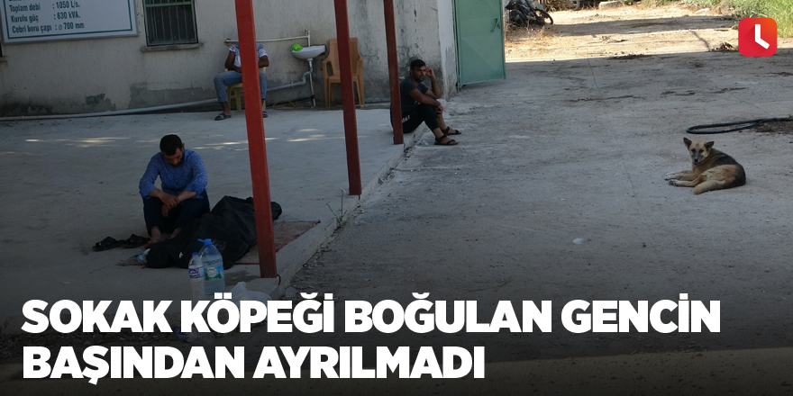 Sokak köpeği boğulan gencin başından ayrılmadı