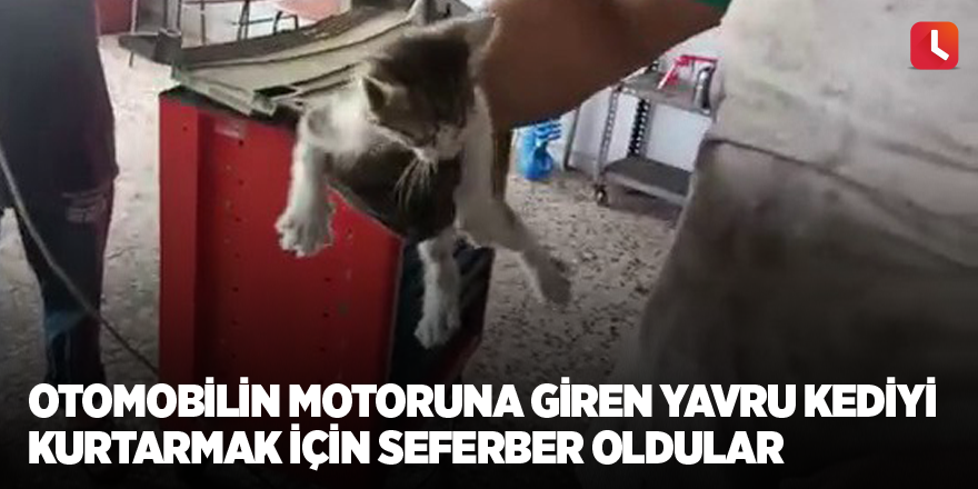 Otomobilin motoruna giren yavru kediyi kurtarmak için seferber oldular