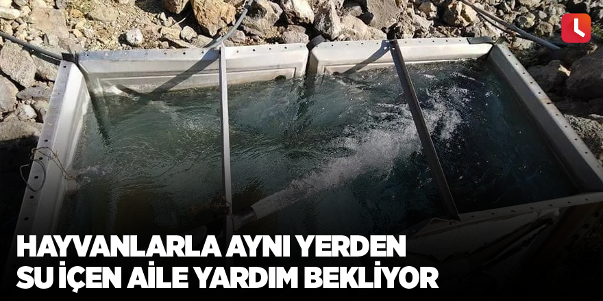 Hayvanlarla aynı yerden su içen aile yardım bekliyor