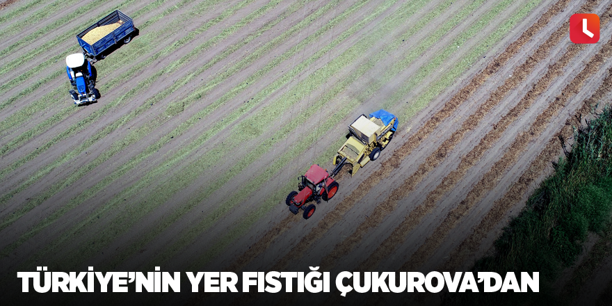 Türkiye’nin yer fıstığı Çukurova’dan