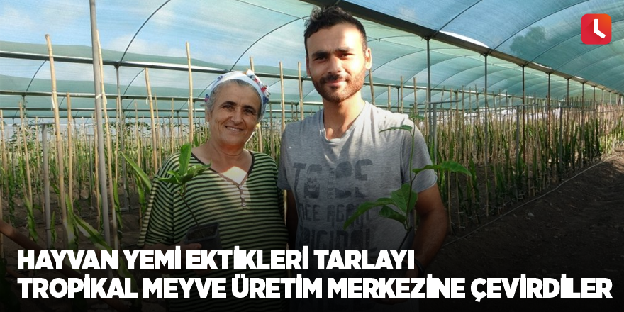 Hayvan yemi ektikleri tarlayı tropikal meyve üretim merkezine çevirdiler