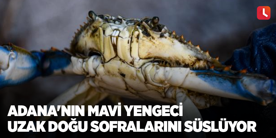 Adana'nın mavi yengeci Uzak Doğu sofralarını süslüyor