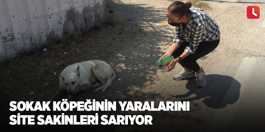 Sokak köpeğinin yaralarını site sakinleri sarıyor