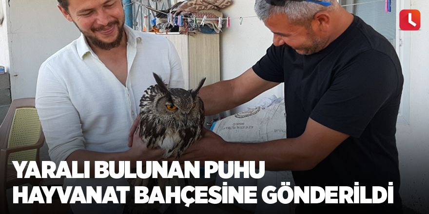 Yaralı bulunan puhu hayvanat bahçesine gönderildi