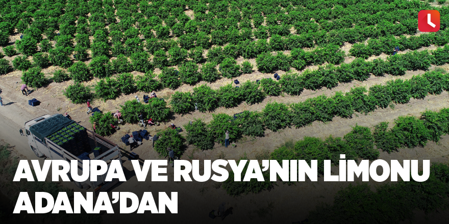 Avrupa ve Rusya’nın limonu Adana’dan