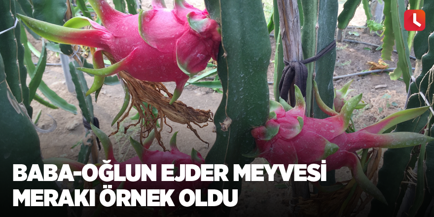 Baba-oğlun ejder meyvesi merakı örnek oldu