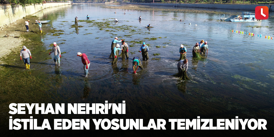 Seyhan Nehri'ni istila eden yosunlar temizleniyor