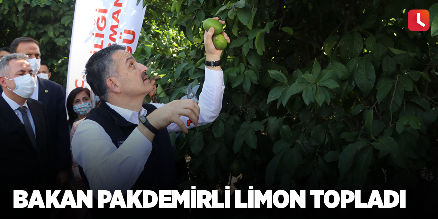 Bakan Pakdemirli limon topladı