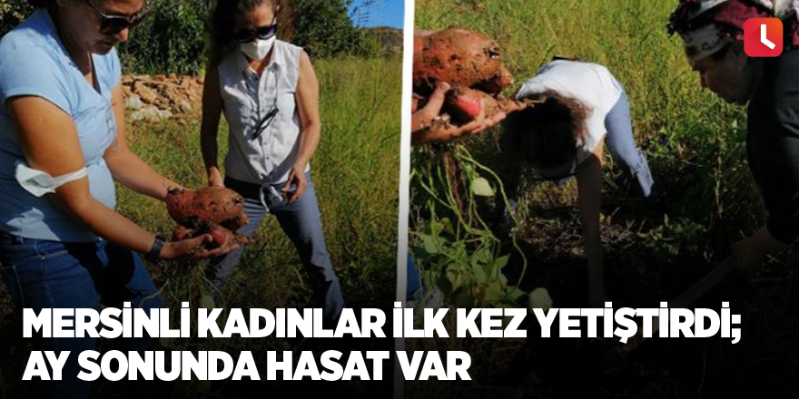 Mersinli kadınlar ilk kez yetiştirdi; ay sonunda hasat var