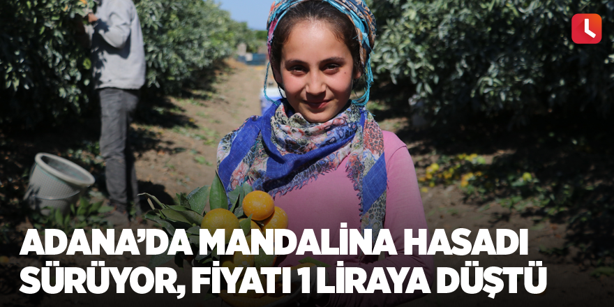 Adana’da mandalina hasadı sürüyor, fiyatı 1 liraya düştü