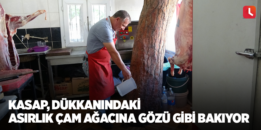 Kasap, dükkanındaki asırlık çam ağacına gözü gibi bakıyor