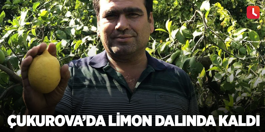 Çukurova’da limon dalında kaldı