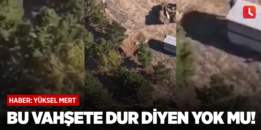 Bu vahşete dur diyen yok mu!