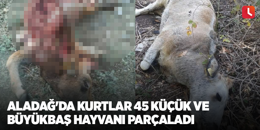 Aladağ'da kurtlar 45 küçük ve büyükbaş hayvanı parçaladı