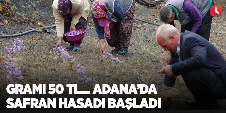 Gramı 50 TL... Adana’da safran hasadı başladı