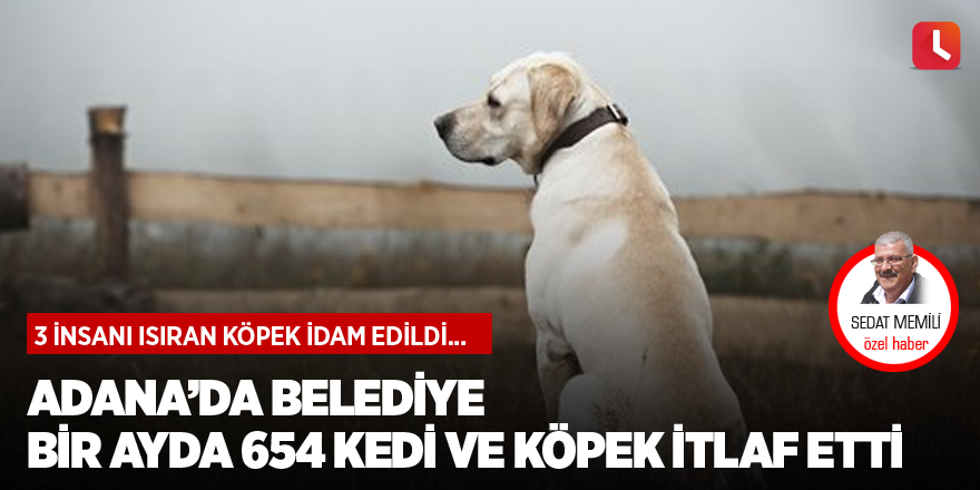 Adana’da belediye bir ayda 654 kedi ve köpek itlaf etti